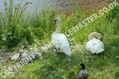 swans
