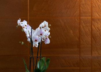 Halkin Hotel