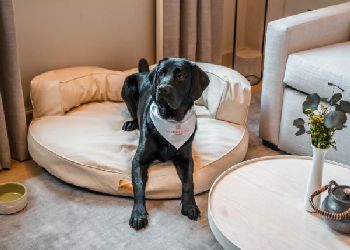 The Prince Akatoki London