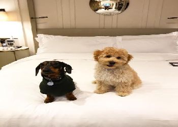 Kimpton Fitzroy London